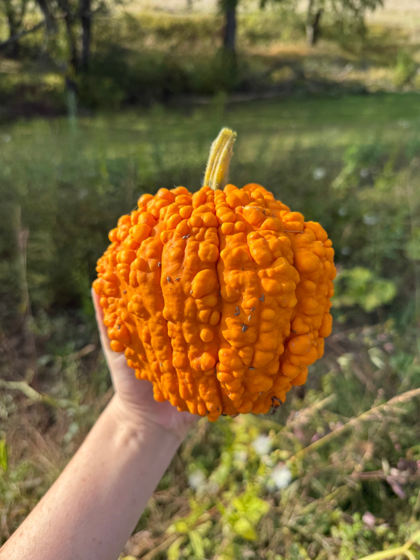 $1 Pumpkins