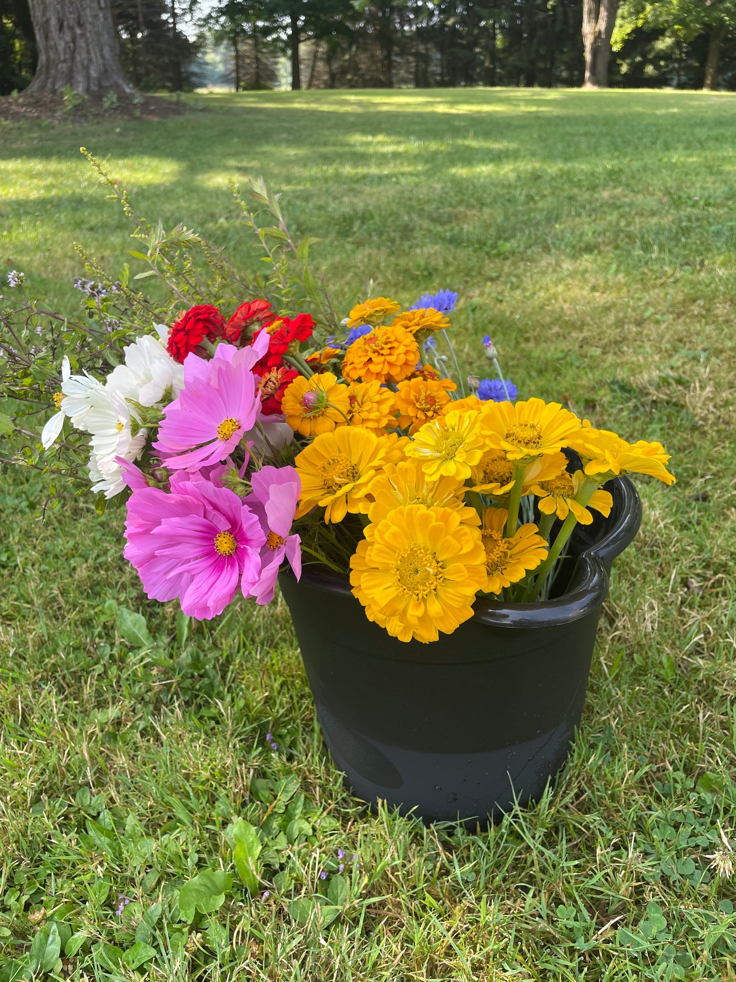 Bucket of Blooms