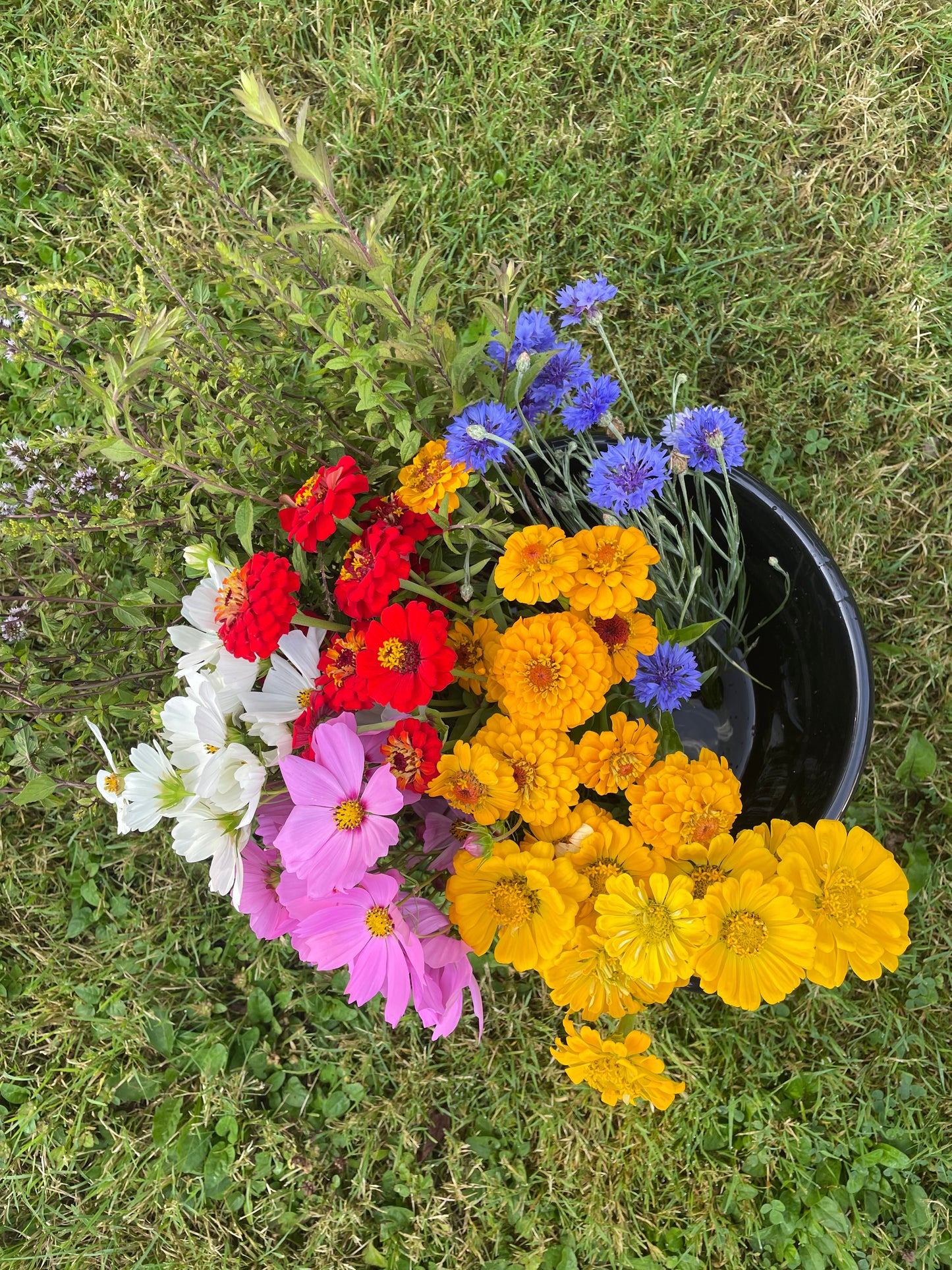 Bucket of Blooms