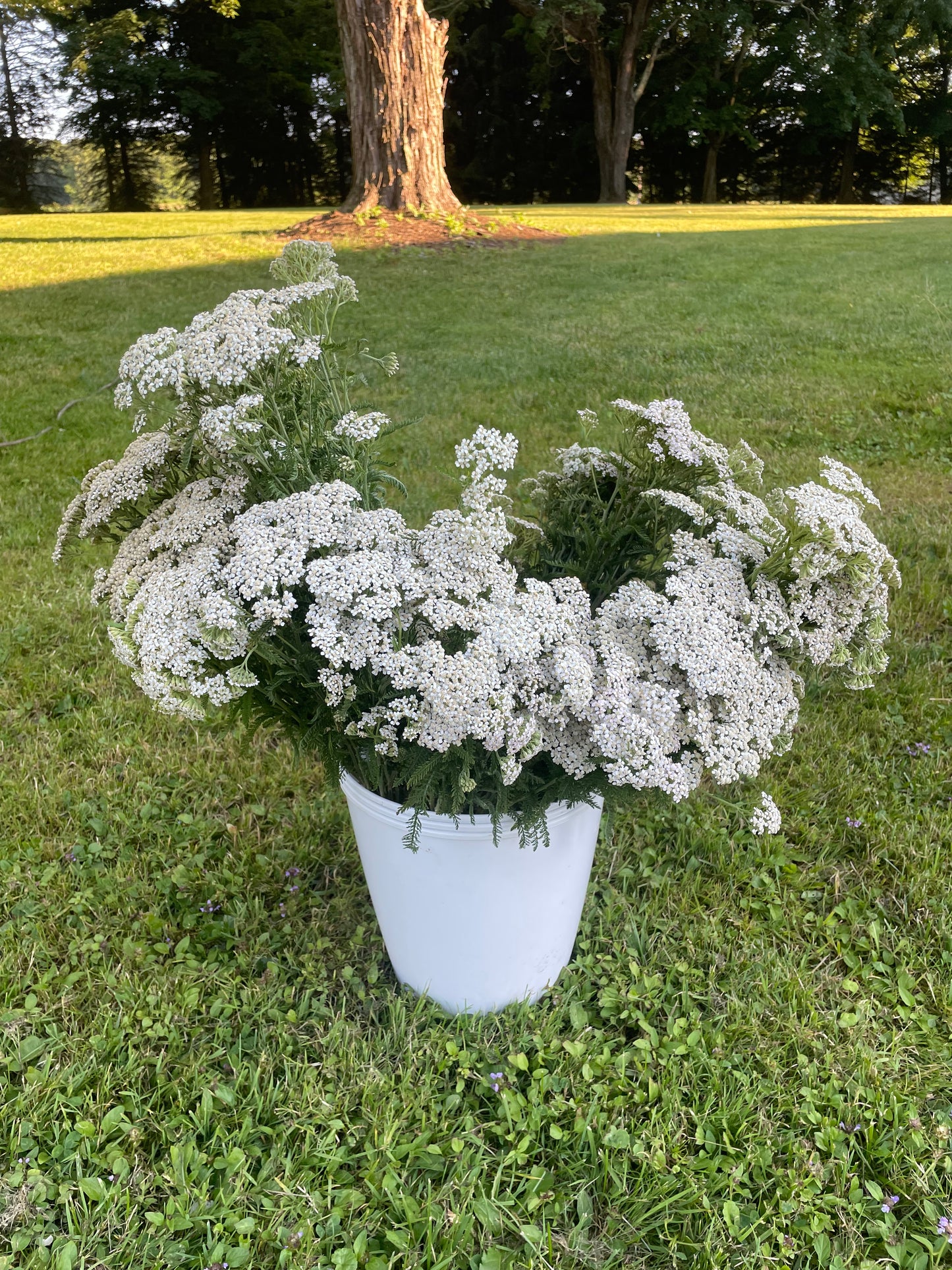 Bucket of Blooms