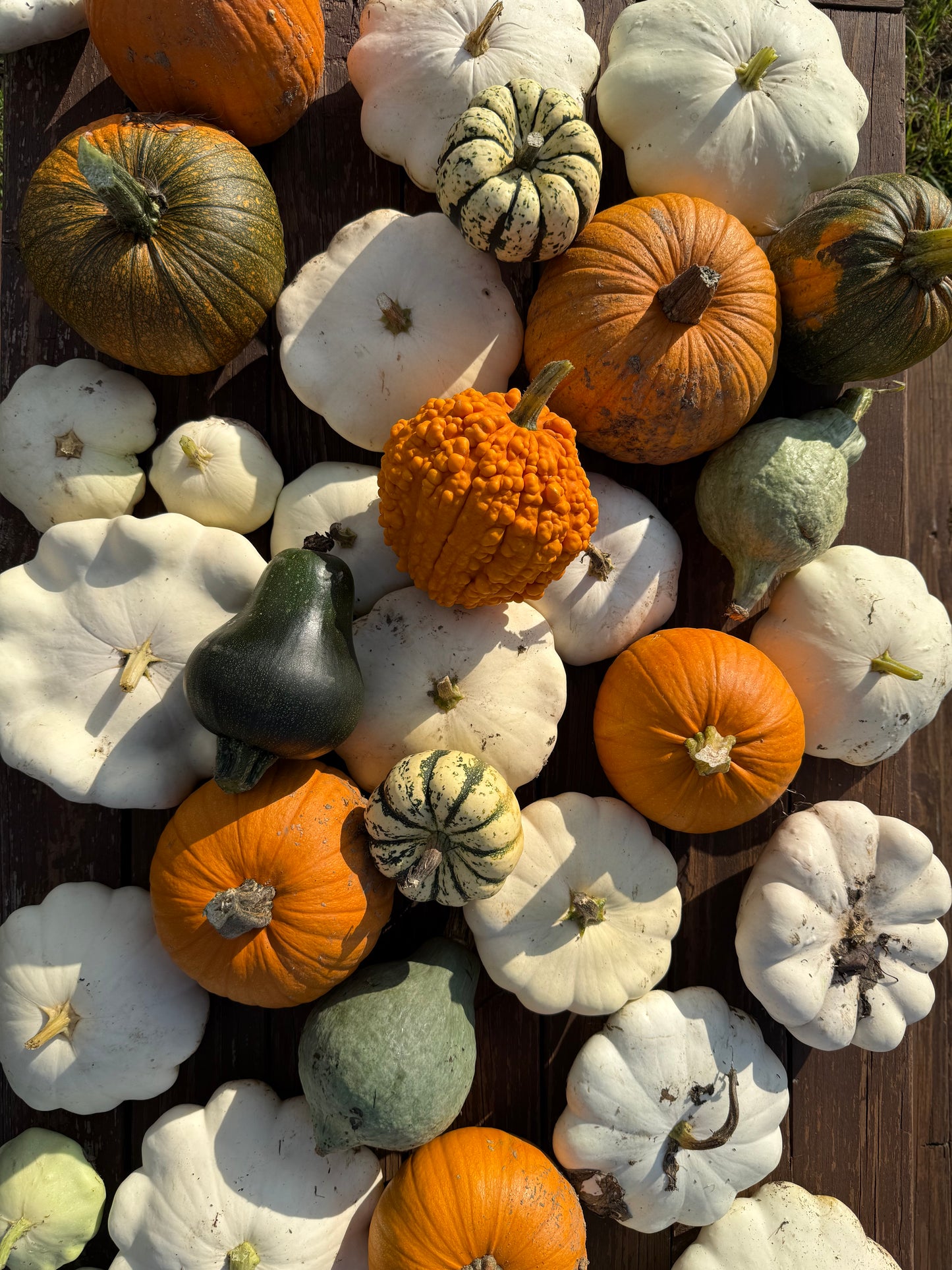 $1 Pumpkins