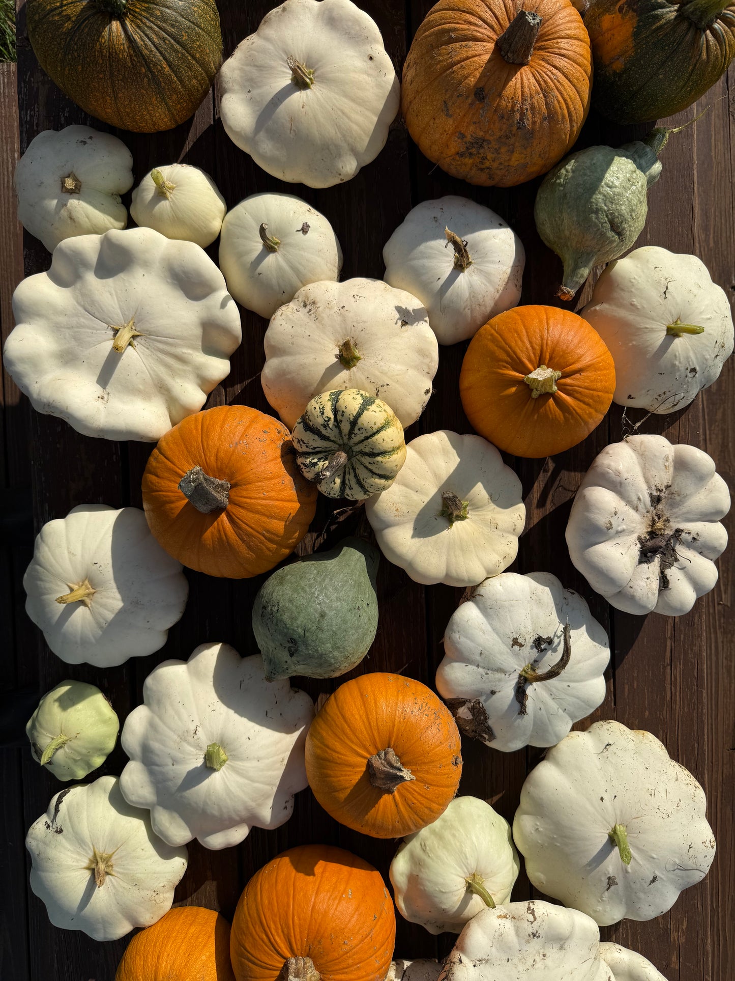 $1 Pumpkins