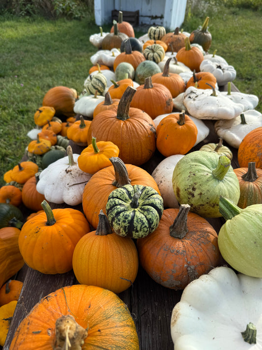 $1 Pumpkins