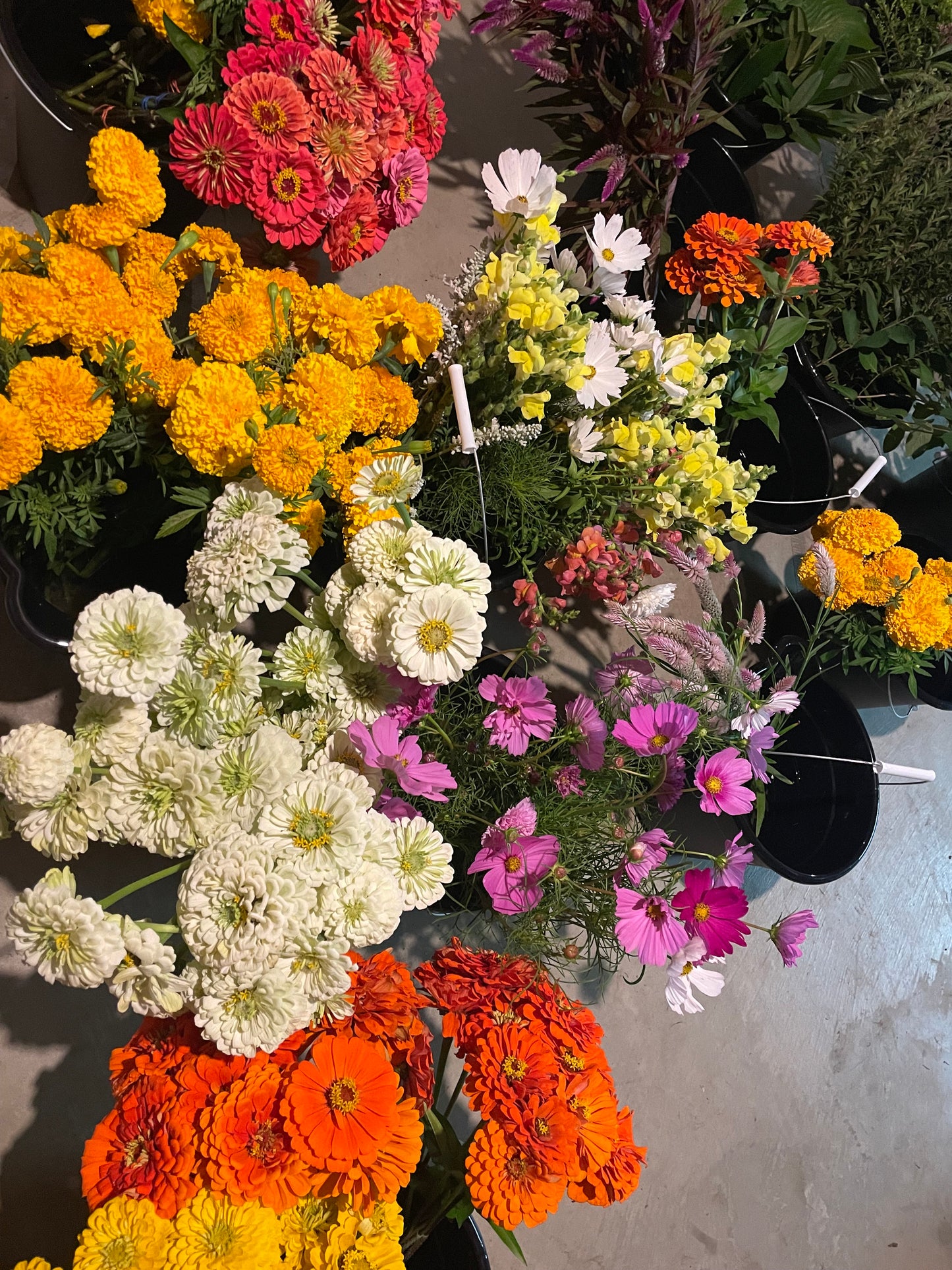 Bucket of Blooms