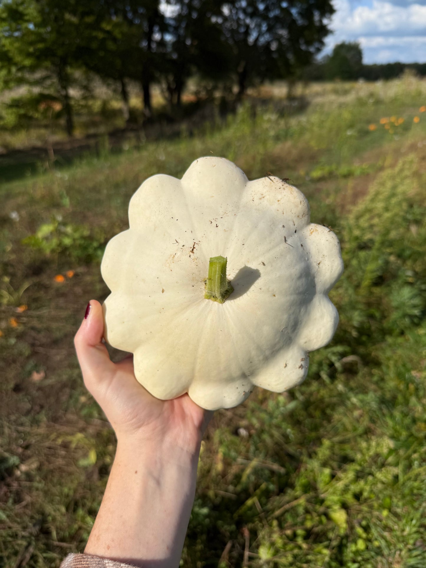 $1 Pumpkins