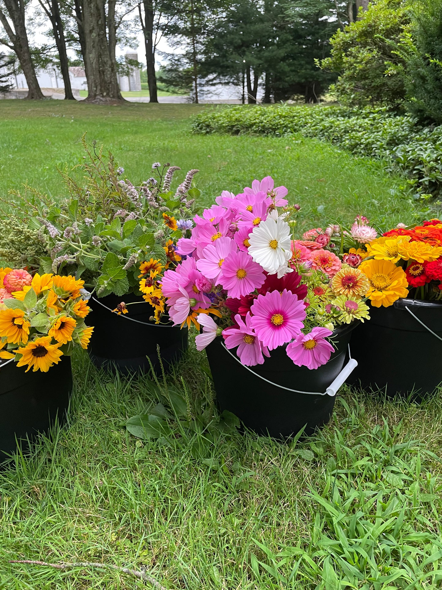 Bucket of Blooms