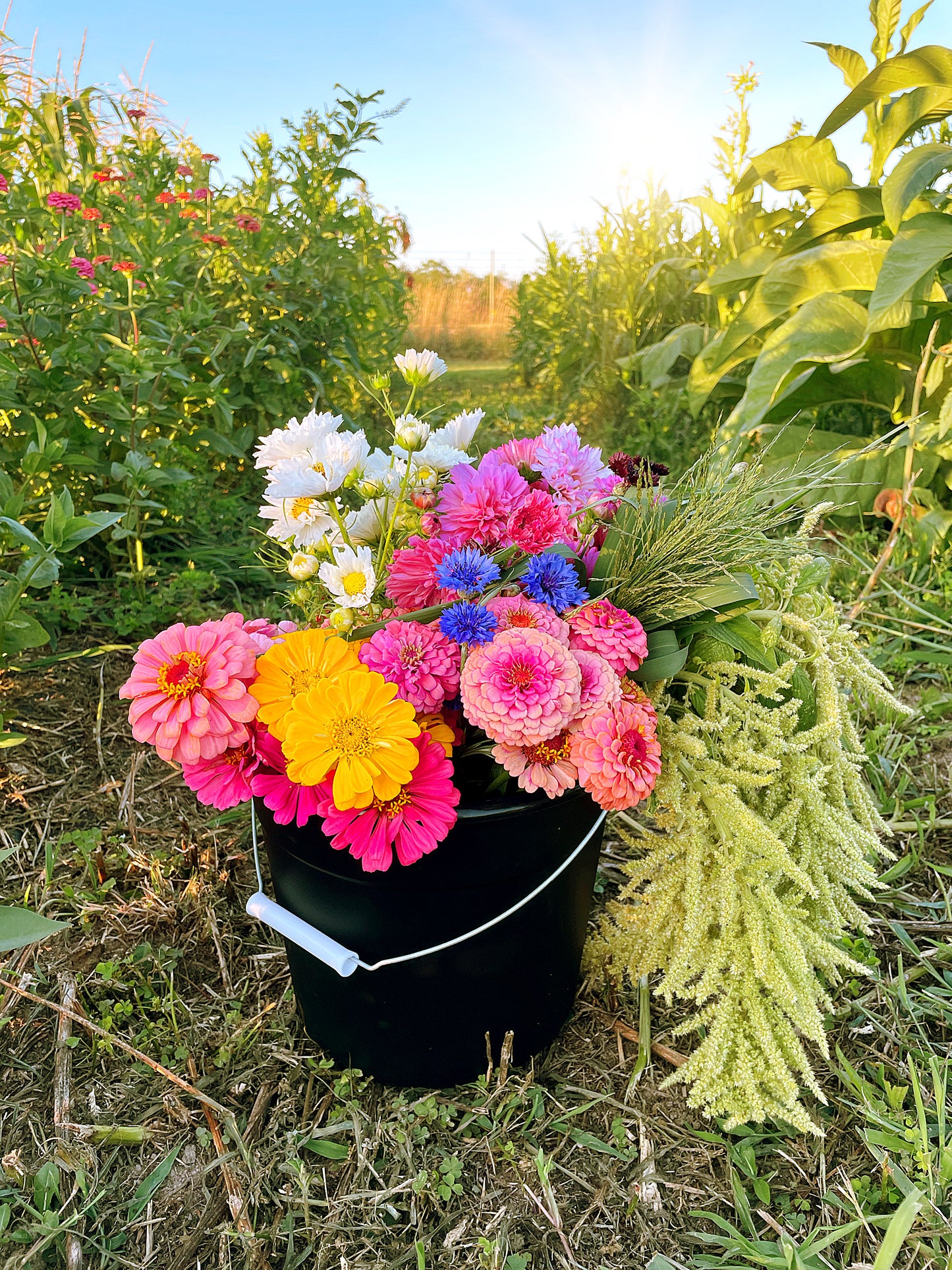 Bucket of Blooms